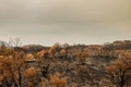 Australian bushfires aftermath: scorched earth after the grassfire Royalty Free Stock Photo