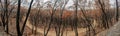 Australian bushfires: burnt eucalyptus trees panorama