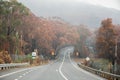 Australian bushfires: eucalyptus trees leaves became brown after survival in extremely heat of bushfire