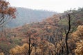 Australian bushfires: eucalyptus trees