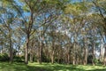 Australian bushland and gumtrees, panorama format Royalty Free Stock Photo