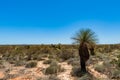 Australian bushland landscape. Black boy tree or grass tree