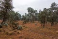 Australian bushland landscape