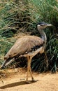 AUSTRALIAN BUSTARD ardeotis australis, ADULT