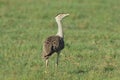 Australian Bustard