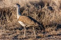 Australian bustard Ardeotis australis in the typical habitat