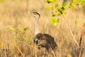 Australian bustard or plains turkey