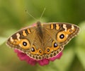 Australian butterfly Meadow argus Junonia villida