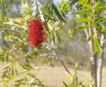 Australian Callistemon red bottlebrush wildflower Royalty Free Stock Photo