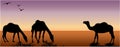 Australian camels in the dessert Royalty Free Stock Photo