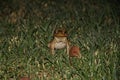 Australian cane toad Royalty Free Stock Photo