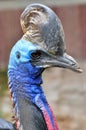 An Australian cassowary Royalty Free Stock Photo