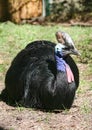 Australian cassowary Casuarius casuarius also known as double-wattled cassowary Royalty Free Stock Photo