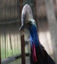 Australian Cassowary Casuarius casuarius Closeup Shot Royalty Free Stock Photo