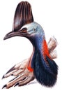 Australian Cassowary Royalty Free Stock Photo