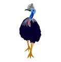 Australian Cassowary illustration design Royalty Free Stock Photo