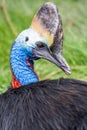 Australian cassowary Royalty Free Stock Photo