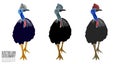 Australian Cassowary Vector illustration Royalty Free Stock Photo