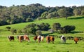 Australian Cattle Royalty Free Stock Photo