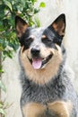 Australian Cattle Dog