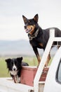 Australian Cattle dog, also known as a Blue Heeler and a Border Collie sheep dog