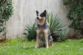 Australian Cattle Dog Blue Heeler ACD Royalty Free Stock Photo