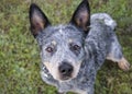 Australian Cattle Dog Blue Heeler looking up at the camera Royalty Free Stock Photo