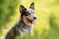 Australian Cattle Dog Blue Heeler with perfect markings Royalty Free Stock Photo