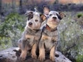 Australian Cattle Dog Blue Heeler puppies sitting on a rock outdoors Royalty Free Stock Photo
