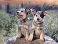 Australian Cattle Dog Blue Heeler puppies sitting on a rock outdoors portrait Royalty Free Stock Photo