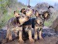 Australian Cattle Dog Blue Heeler puppies standing on a rock Royalty Free Stock Photo
