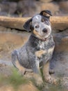 A Australian Cattle Dog Blue Heeler puppy full length portrait Royalty Free Stock Photo