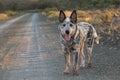 Australian Cattle Dog Blue Heeler puppy outdoors standing on a dirt road Royalty Free Stock Photo