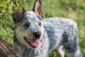 Australian Cattle Dog or Blue Heeler puppy Royalty Free Stock Photo