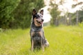 Australian Cattle Dog Blue Heeler with perfect markings Royalty Free Stock Photo