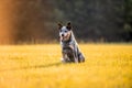 Australian Cattle Dog Blue Heeler with perfect markings Royalty Free Stock Photo