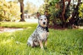 Australian Cattle Dog Blue Heeler sitting in a grassy field at sunset Royalty Free Stock Photo