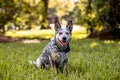 Australian Cattle Dog Blue Heeler sitting in a grassy field at sunset Royalty Free Stock Photo
