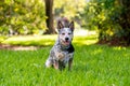 Australian Cattle Dog Blue Heeler sitting in a grassy field at sunset Royalty Free Stock Photo