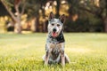 Australian Cattle Dog Blue Heeler sitting in a grassy field at sunset Royalty Free Stock Photo