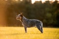 Australian Cattle Dog Blue Heeler with perfect markings Royalty Free Stock Photo