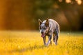 Australian Cattle Dog Blue Heeler with perfect markings Royalty Free Stock Photo