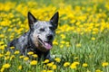 Australian Cattle Dog among dandelion flowers. Royalty Free Stock Photo