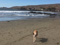 Queensland heeler australian cattle dog o cayucos beach with pier and hills in background Royalty Free Stock Photo