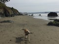 Queensland heeler australian cattle dog on cayucos beach with rocks, cliff, bluff and trees Royalty Free Stock Photo