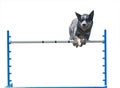 Australian Cattle Dog Jumping