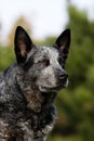 Australian Cattle Dog Male Portrait Royalty Free Stock Photo