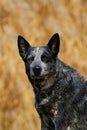 Australian Cattle Dog Male Portrait Royalty Free Stock Photo