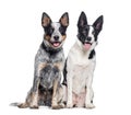 Australian Cattle Dog and a mongrel dog, isolated on white Royalty Free Stock Photo