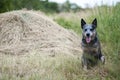 Australian Cattle Dog Portrait Royalty Free Stock Photo